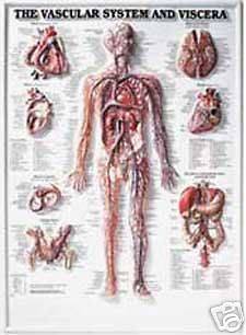 The Vascular System Anatomical Chart/Charts/Model, 3D