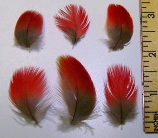 50 small RED Parrot and Macaw Feathers 1/4 inch to 2 inches CHOOSE 