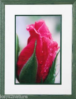 Wall Art, Original Photography, Framed Picture of Red Rose Bud, Roses