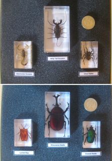   in resin real insects scorpion beetles spider with card and gift box