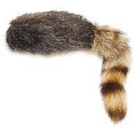 coonskin hats in Clothing, 