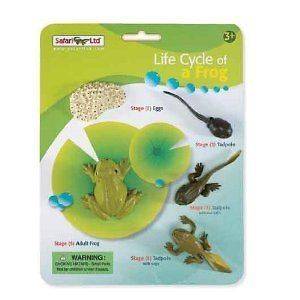 Safari Life Cycle of a Frog Animal Replica Figurine Toy