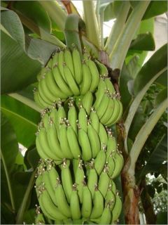 Banana Plant Seeds   Musa acuminata (Grow Your Own Edible Fruit Tree)