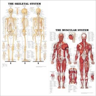 Skeletal & Muscular System Anatomical Chart/Charts