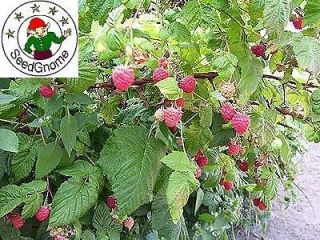 Raspberry plant seeds, Berry dessert, Pudding, Jelly, Organicially 