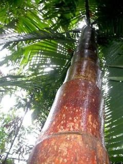   Lemurophoenix halleuxii LIVE RED Lemur Palm Colorful Tropical Plant