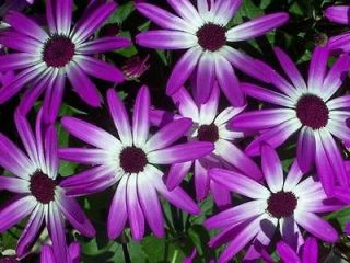 AFRICAN DAISY FLOWER SEEDS   25 FRESH SEEDS FREE SHIPPING