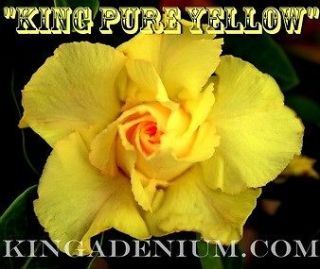 ADENIUM OBESUM DESERT ROSE  KING PURE YELLOW  1 GRAFTED PLANT NEW 
