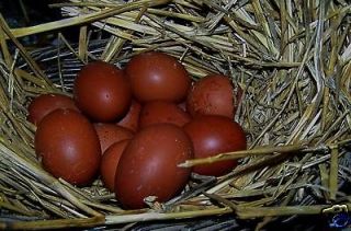12 = BLACK COPPER MARANS=CHICKEN HATCHING EGGS=FRANCE NPIP large