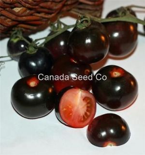 Black Lycopersicon Tomato Plant Seeds * Labeled Packets with 