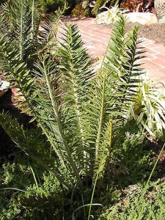 Encephalartos caffer RARE LIVE Dwarf Cycad LIVE COLLECTOR Plant Cactus 
