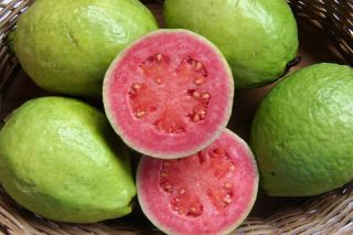 Guava, Psidium guajava, Tree Seeds (Edible Fruit, Fast Growing)