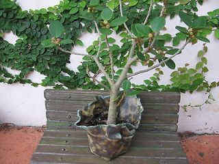 Live Ficus Green Island, Neat, Unique Hand Made Bonsai pot