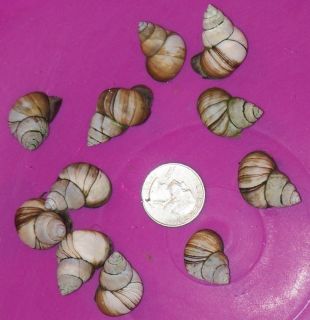 pond snails in Crabs, Snails & Algae Eaters