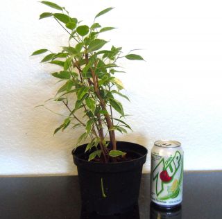 Variegated leaf Ficus tree for shohin bonsai forest grove style #1