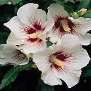 ROSE OF SHARON HIBISCUS   20 HAND SELECTED SEEDS   PERENNIAL HIBISCUS