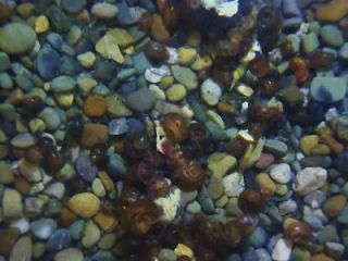 ramshorn snails in Crabs, Snails & Algae Eaters