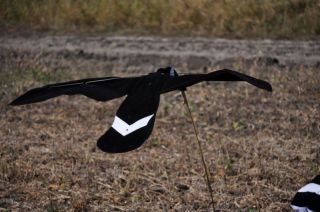 Black and White Canada Goose Flapping Flyer Decoy by Sillosock Decoys 