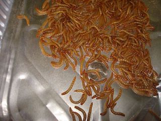 1000 + live mealworms medium size 13.75 and free shipping 100 percent 