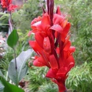 CANNA LILY TROPICAL RED 2 1/2 FEET 8 SEEDS ONLY $3.00