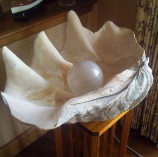 Antique GIANT CLAM SHELL Tridacnidae 30 plus extras Includes 