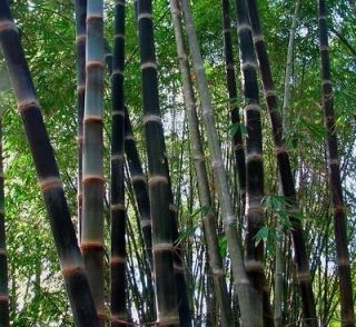 black bamboo seeds in Gardening Supplies