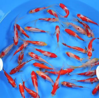   Assorted 3 4 Live Goldfish For Your KOI Garden Pond Or Aquarium KTTW