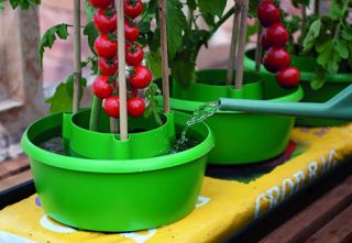Pack of 3 Plant Halos in Green or Red Watering & Crop Support Tomatoes 