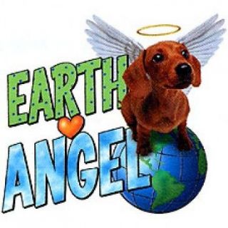 Daschund Earth Angel Womens T Shirt   (Wht, Blk, or Pnk) (Sizes S, to 