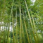 giant bamboo plants