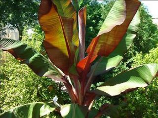 red banana plant in Flowers, Trees & Plants