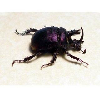 ANCIENT PURPLE HORNED SCARAB BEETLE REAL FRAMED 2274