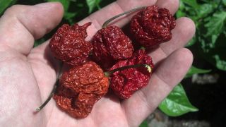   Scorpion Seed Pods SUN DRIED From Fresh Chilie Peppers FREE S&H