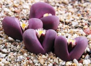 Lithops Optica RUBRA rare mesembs exotic succulent living stones cacti 