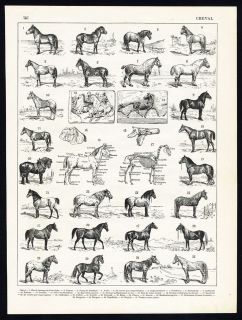   Print HORSE SHETLAND PONY ARABIAN PERCHERON BELGIAN Larousse 1897