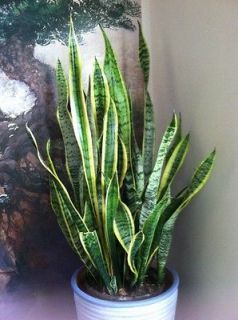 Sansevieria Laurentii SNAKE PLANT; MOTHER IN LAWS TONGUE
