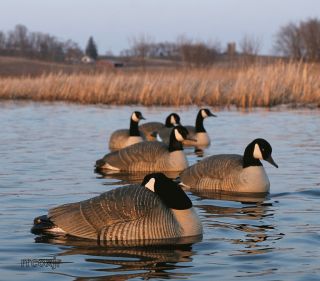   GEAR GHG PRO LS CANADA GOOSE FLOATER DECOYS HARVESTER PACK NEW