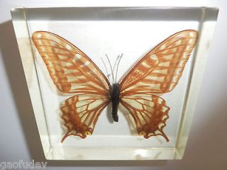 butterfly specimen in Butterflies & Moths