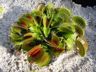 venus flytrap in Flowers, Trees & Plants