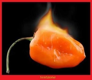   Habanero Orange Chilli Pepper Plant   25 Seeds  Hottest in the World