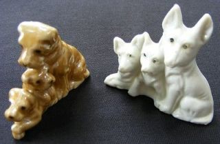 Porcelain Japan Schnauzers & White German Shepherd Dog Puppies 
