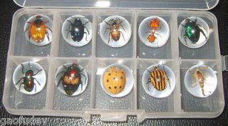 cm Sphere / Marble   10 Insect Collection Set (in clear plastic box)