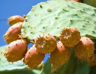 NOPAL YELLOW FRUIT nopalina nopalea exotic edible cactus sweet juice 
