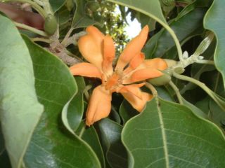 Michelia champaca   Joy Perfume Tree   Fresh Seeds