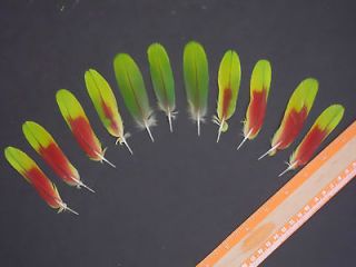 Parrot Craft Fly Tying Feathers Macaw  Tails