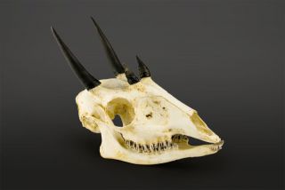 Horned antelope skull Replica ,taxidermy