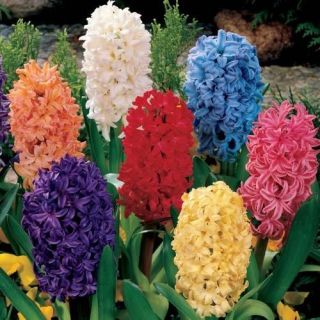   Outdoor Living > Flowers, Trees & Plants > Flower Bulbs, Roots & Corms