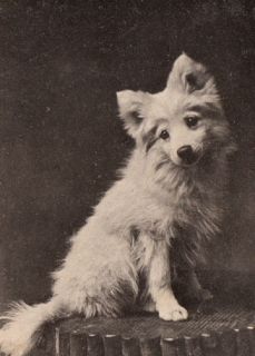 Antique postcard Japanese Spitz American Eskimo pup dog samoyed pup 