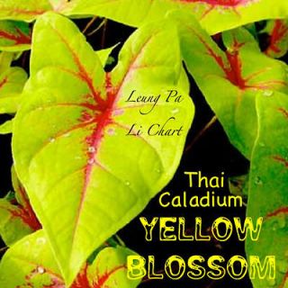   Caladium ~Yellow Blossom~ Leung Pa Li Chart Dwarf Elephant Ear Plant
