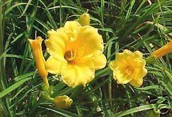 DAY LILY STELLA DE ORO 12 PLANTS SHIPPING NOW
